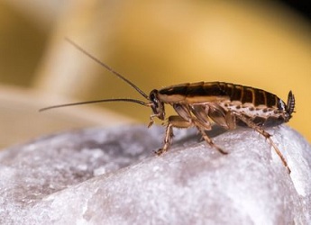 Cockroach Control Florey