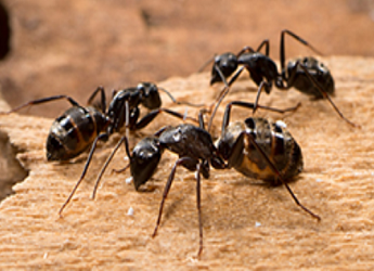 Ant Control Florey